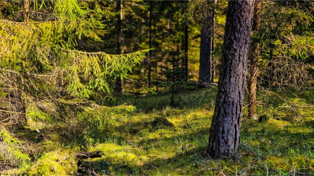 Saulės spindulių apšviesta žaliuojanti spygliuočių giria